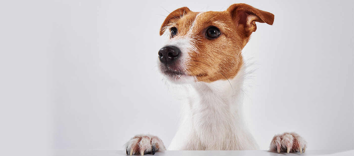 Hand Stripping Grooming Pet Care Services