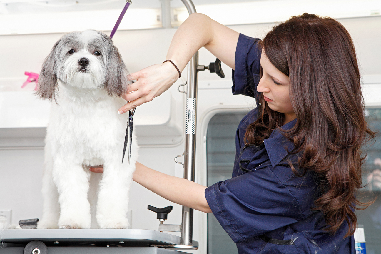 How to Prepare Your Puppy for the Groomer  Woofie's Pet Sitters, Dog  Walkers & Mobile Pet Spa