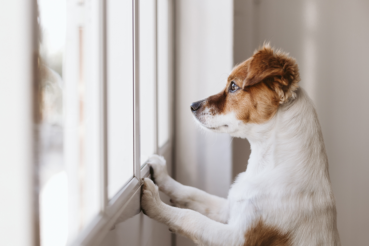 6 Ways to Prepare Your Pet for Your Return to Work and Vacation | Woofie's  Pet Sitters, Dog Walkers & mobile pet grooming