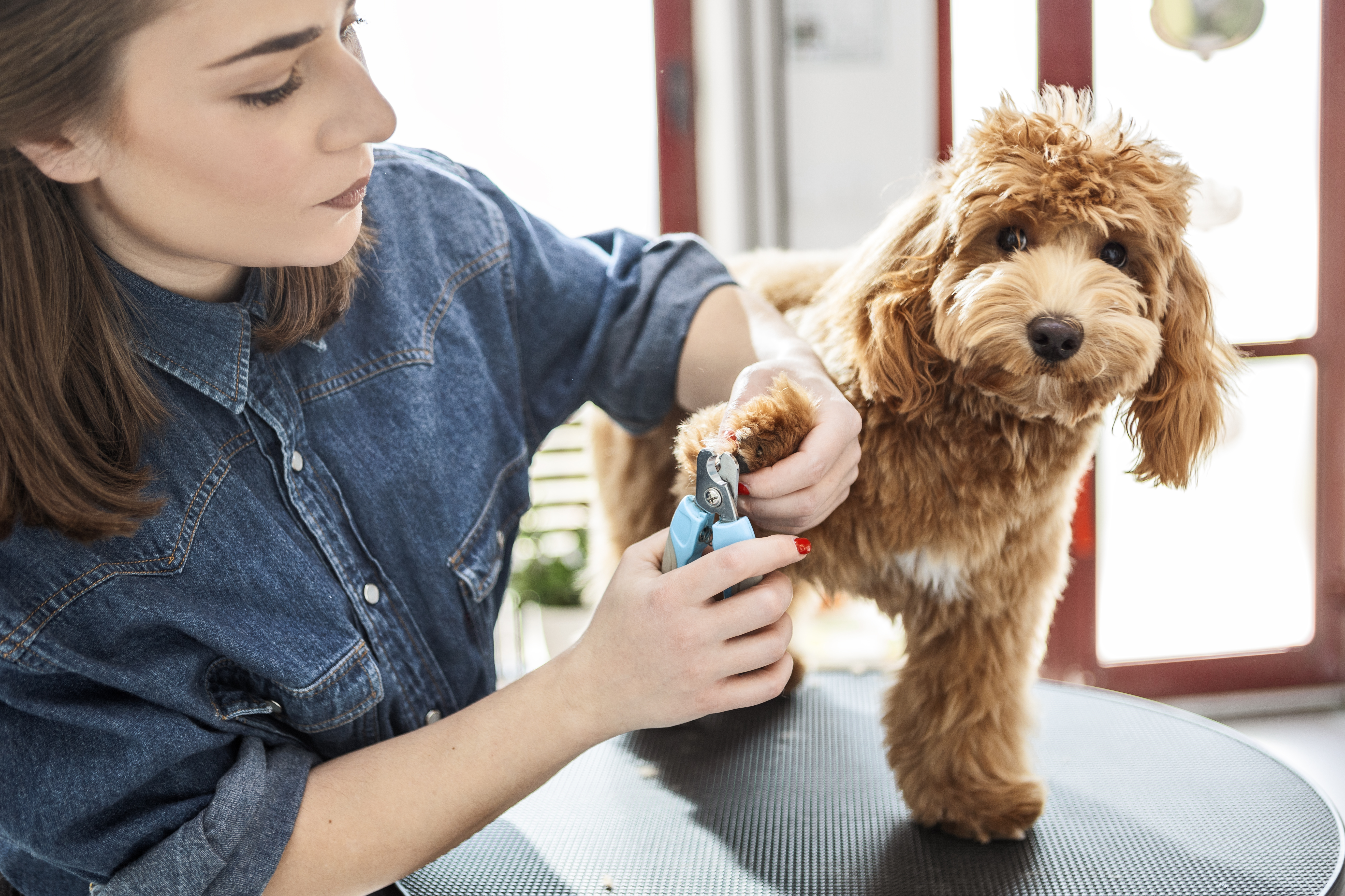 woman trims her dog's nails