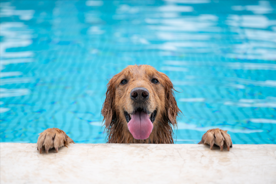 Happy golden retriever swimming in a pool