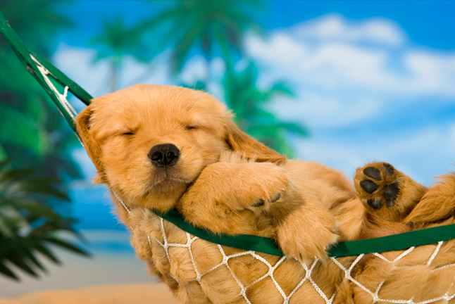 Golden retriever puppy sunbathing in a hammock on the beach