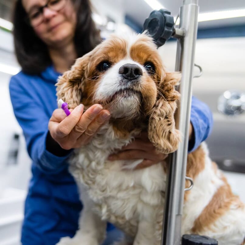 cocker spaniel dog getting groomed by Woofie's team member