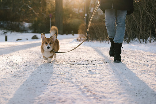 Corgi  on a walk in the snow