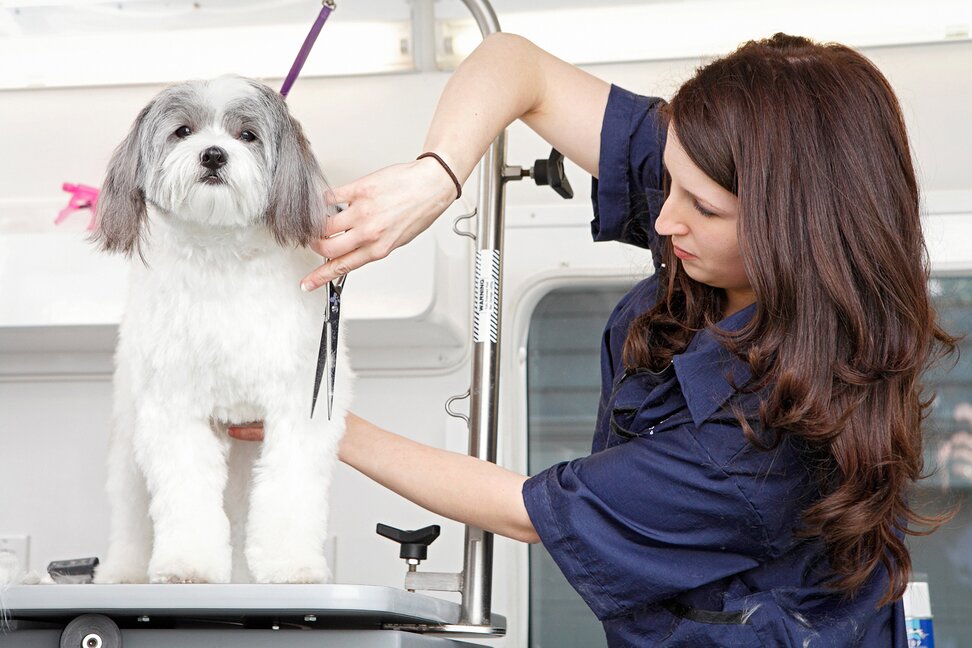 4 Benefits Of Mobile Dog Grooming Woofie s Pet Sitters Dog Walkers