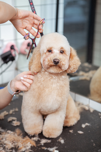 Dog being groomed
