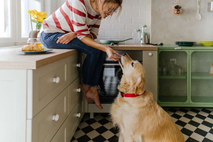 Human feeding dog food in kitchen.