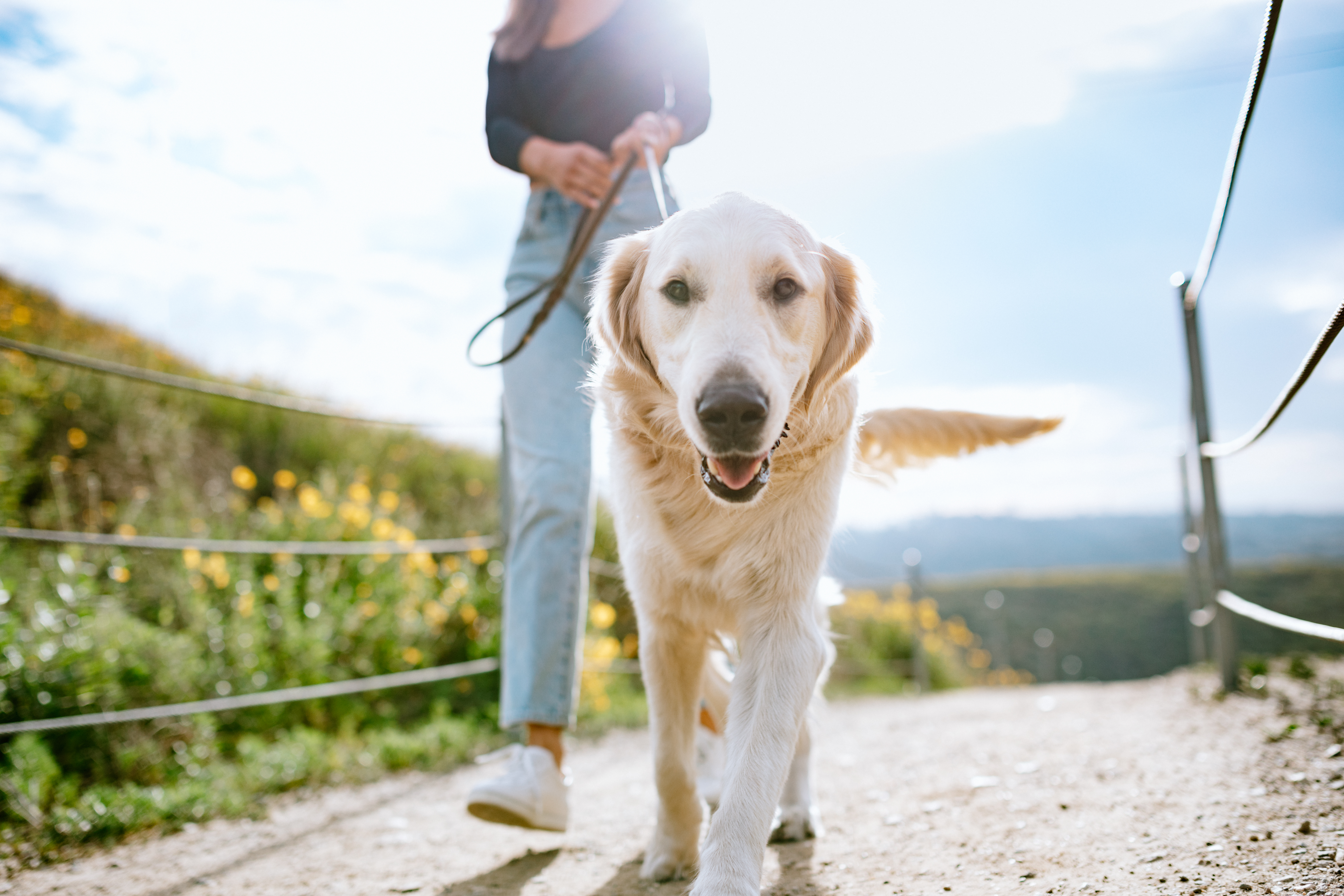 girl walking dog in summer