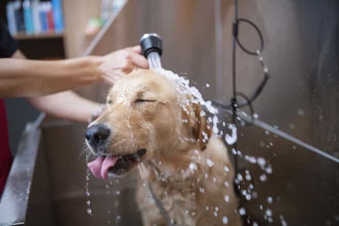 golden retriever taking a bath