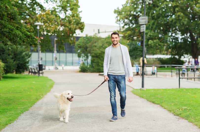 Smiling man walking his labrador retriever dog in a park