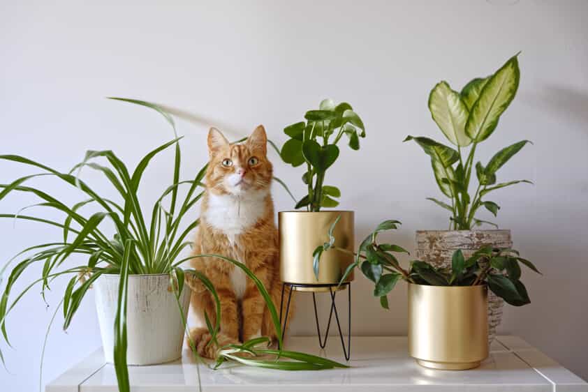 cat with houseplants
