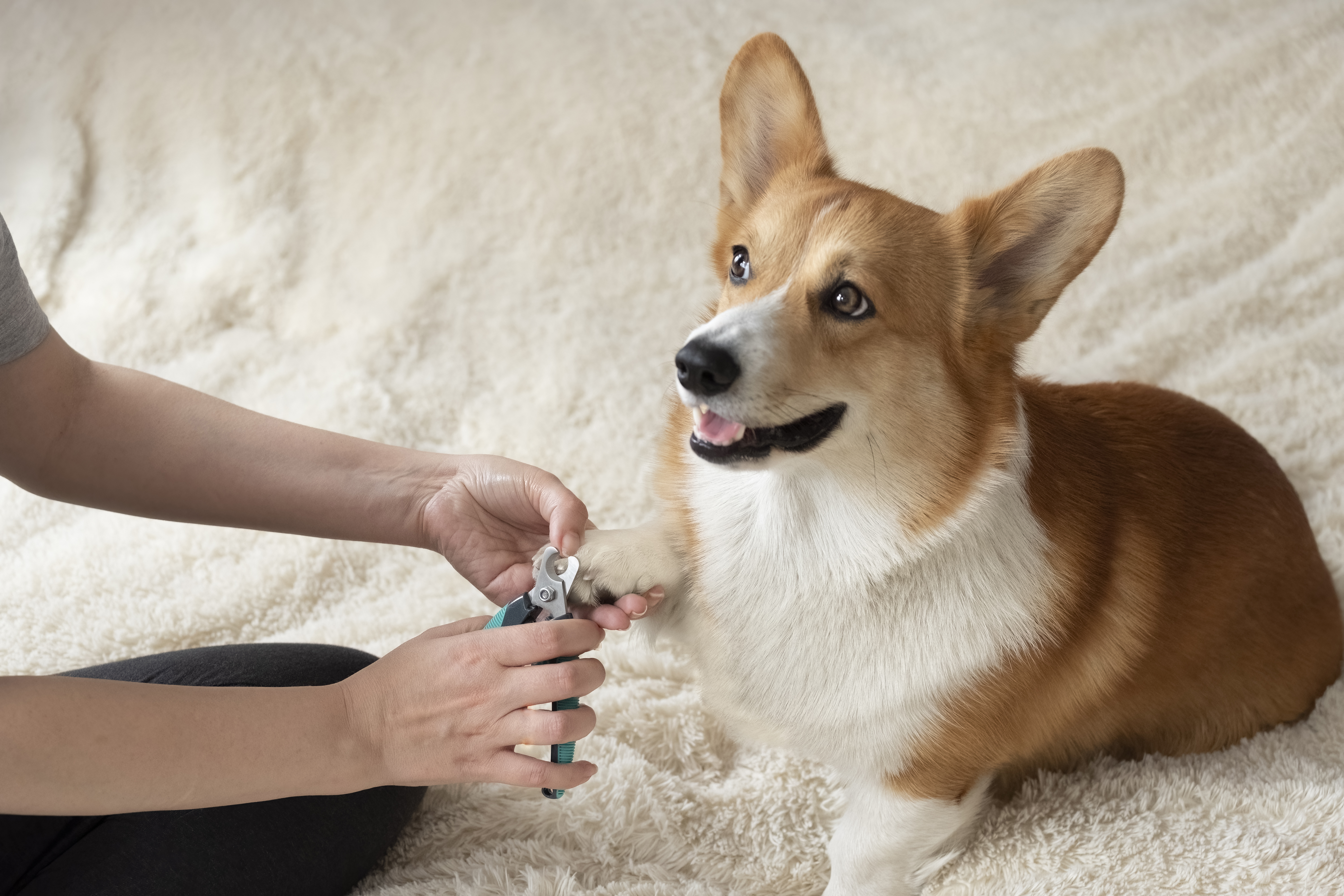 cutting a corgi's nails
