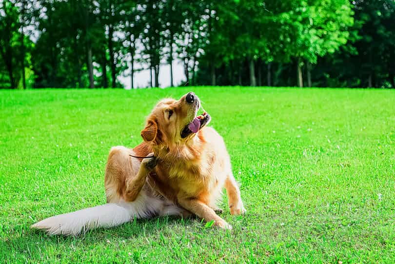 itchy golden retriever scratching himself in a field