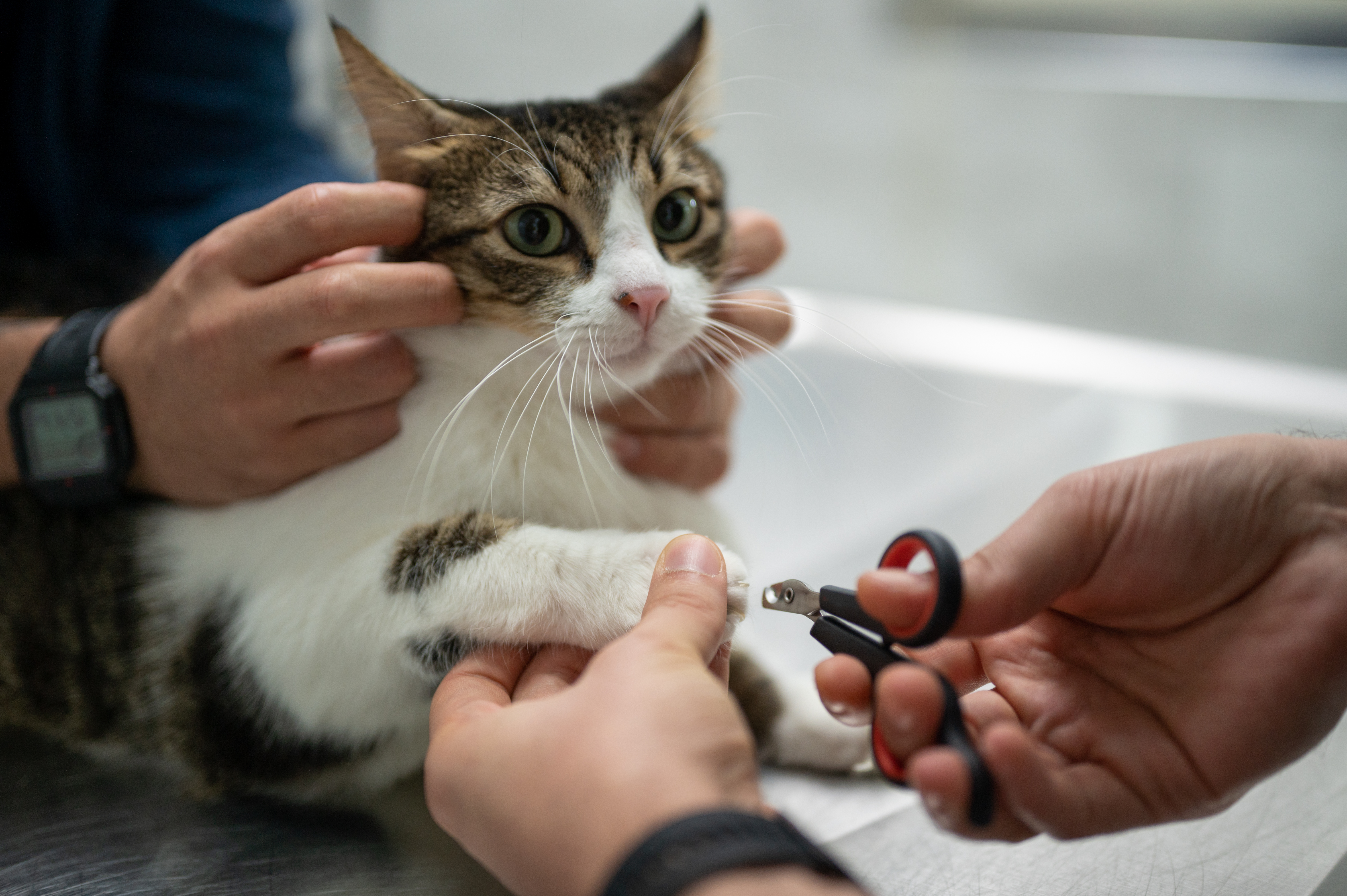 Cat receiving a nail trim