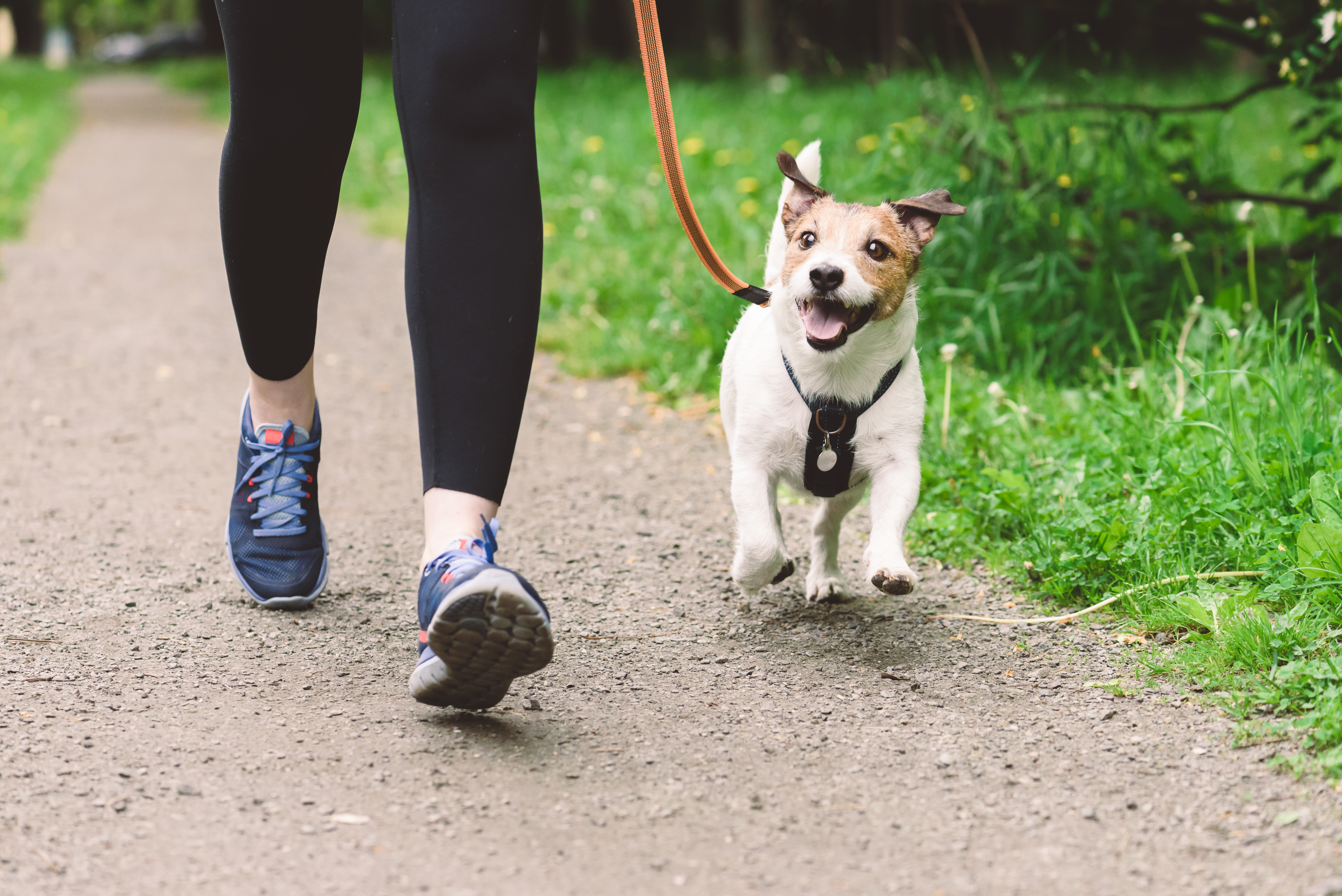 Dog walking on leash next to owner