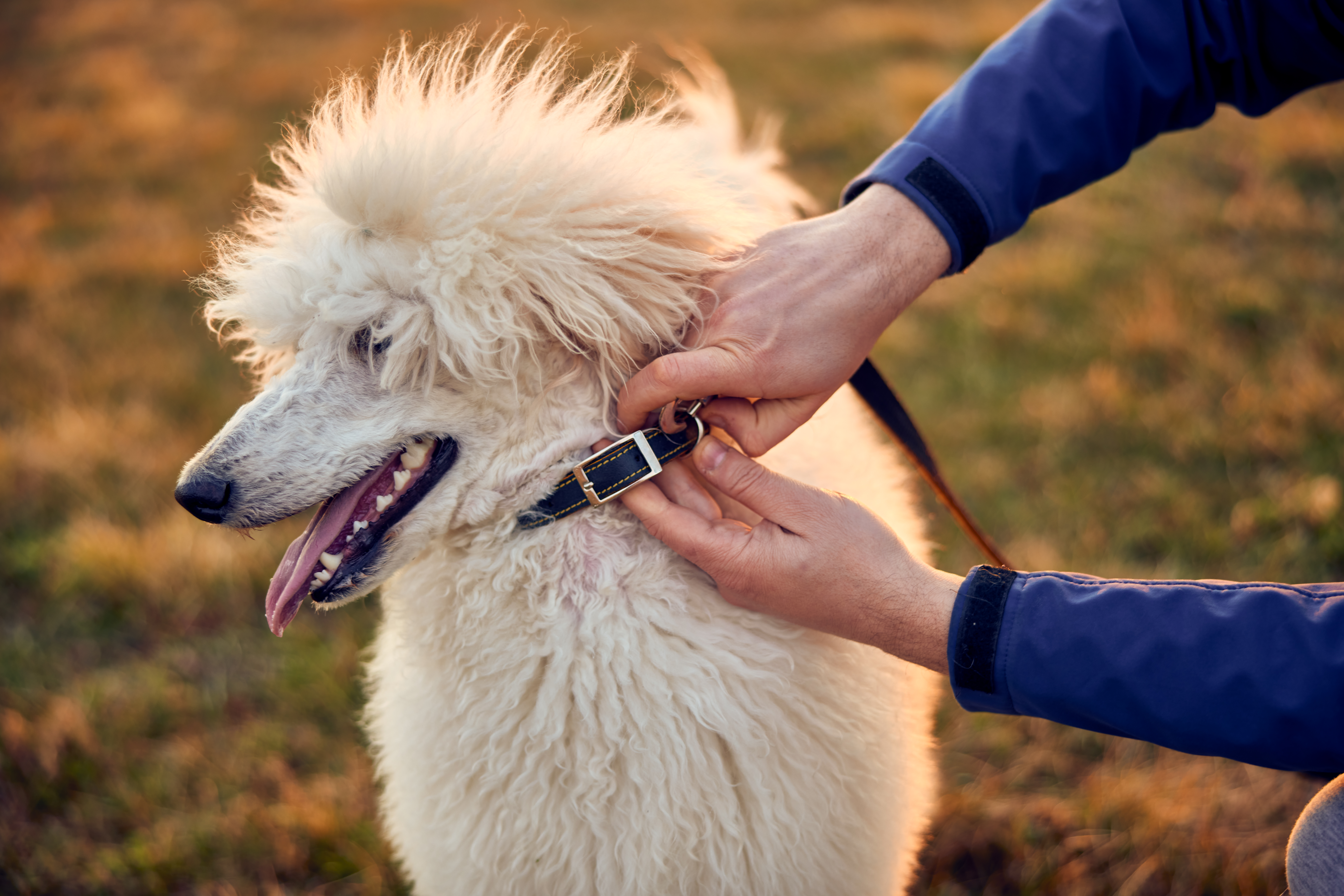 dog with matted hair under collar
