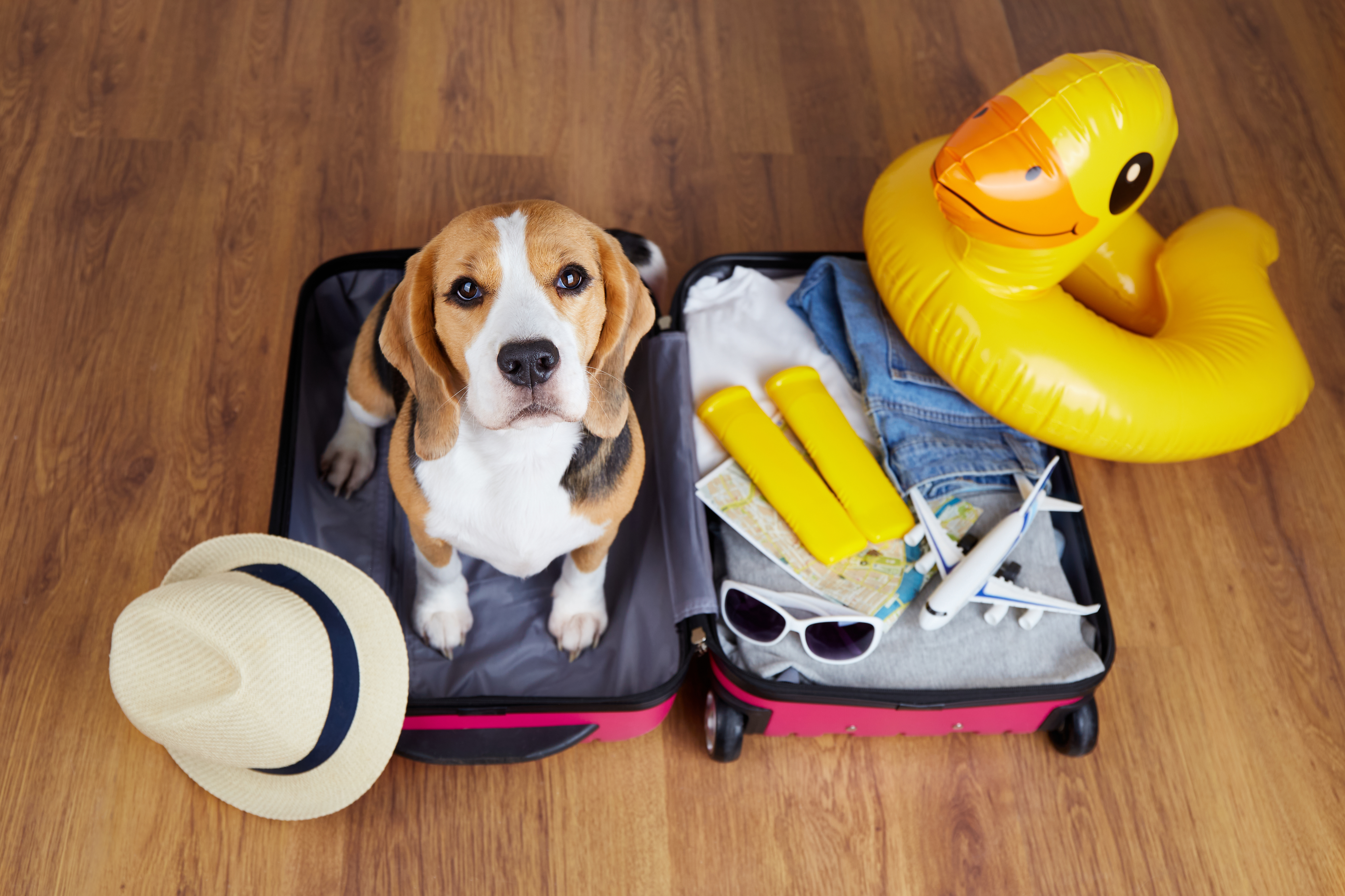 beagle with travel suitcase
