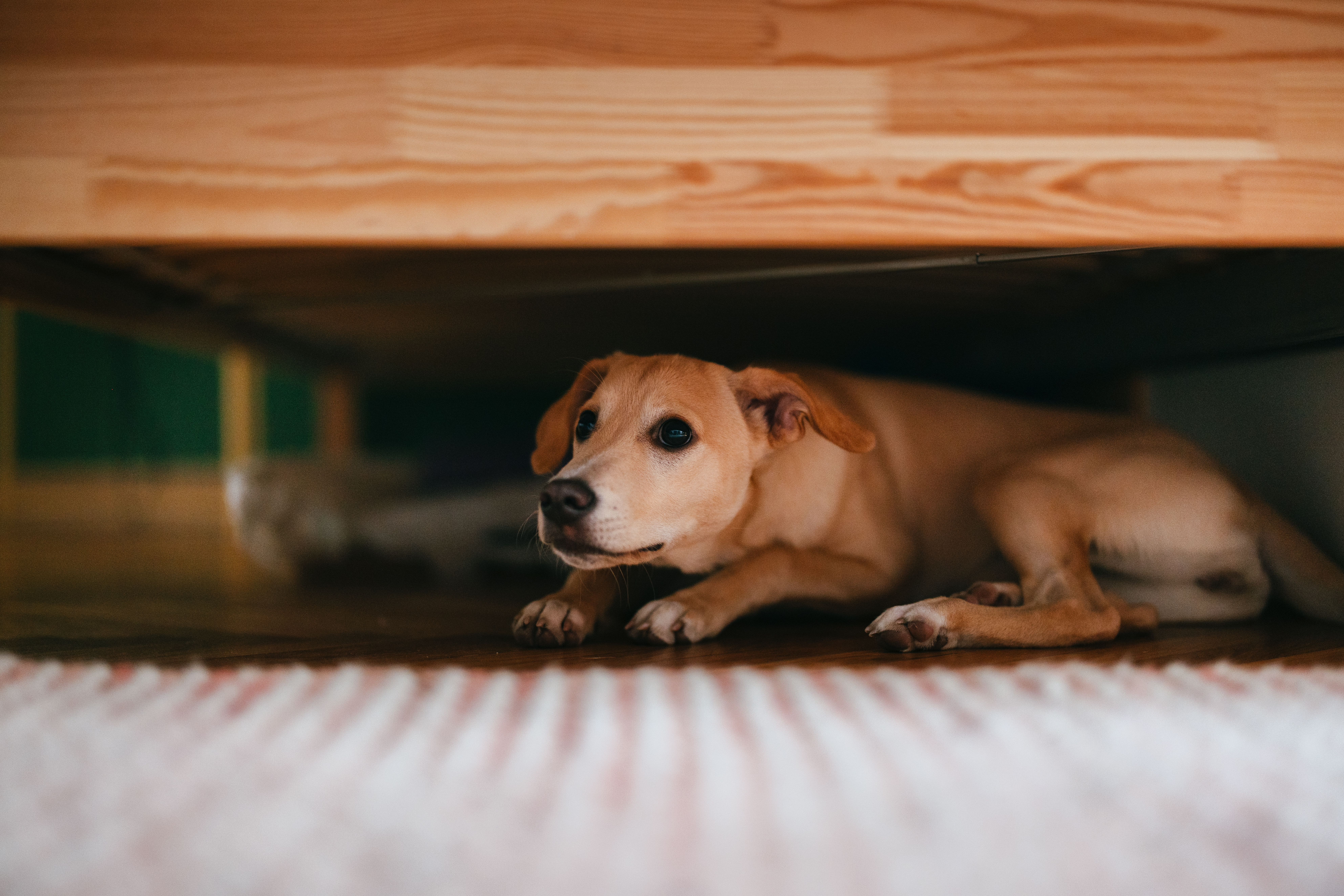 Nervous dog hiding under a bed