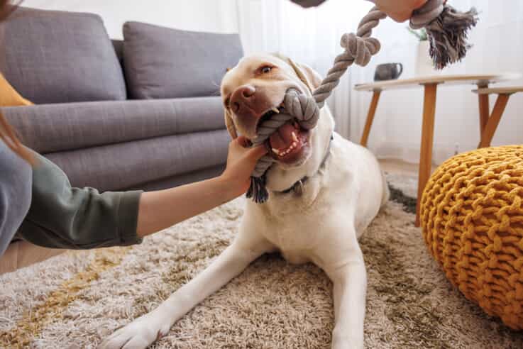 dog playing tug of war indoors