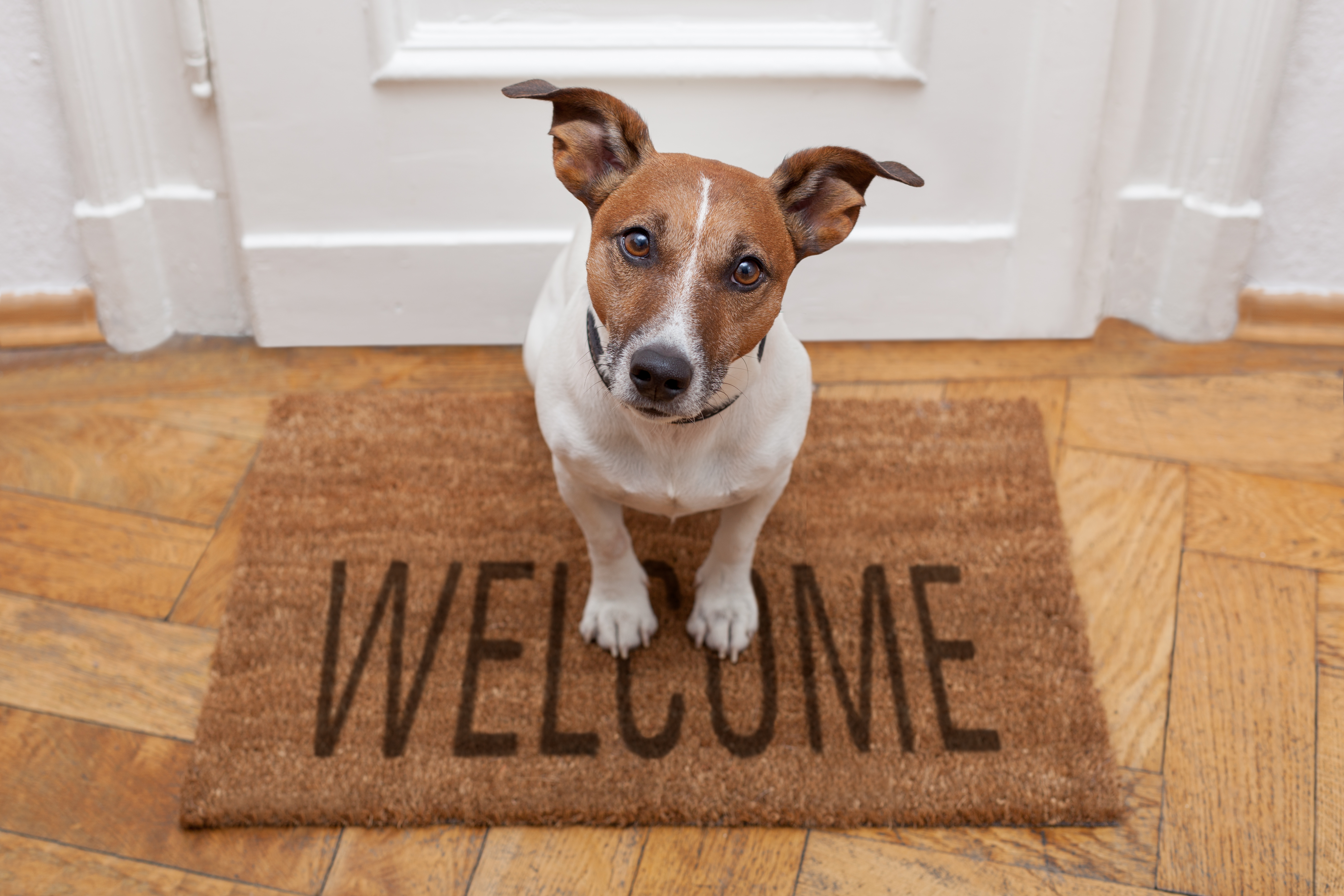 dog at front door sitting on welcome mat