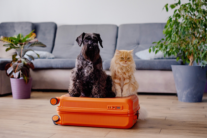 Dog and cat sitting on a piece of luggage.