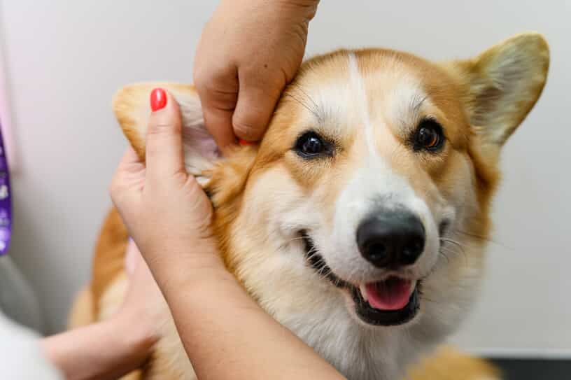 smiling corgi getting an ear scratch from owner
