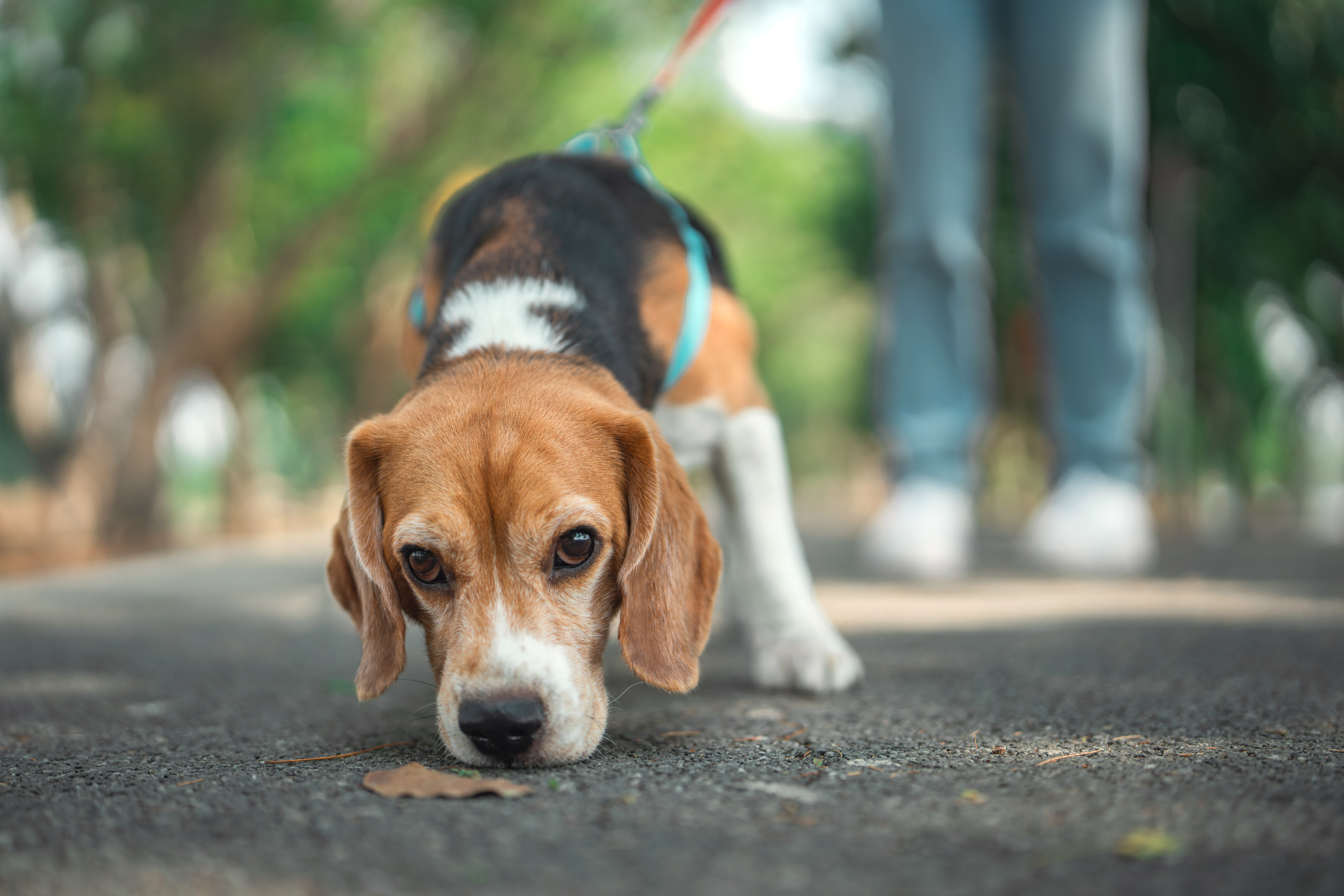 Beagle sniffing the ground on a walk