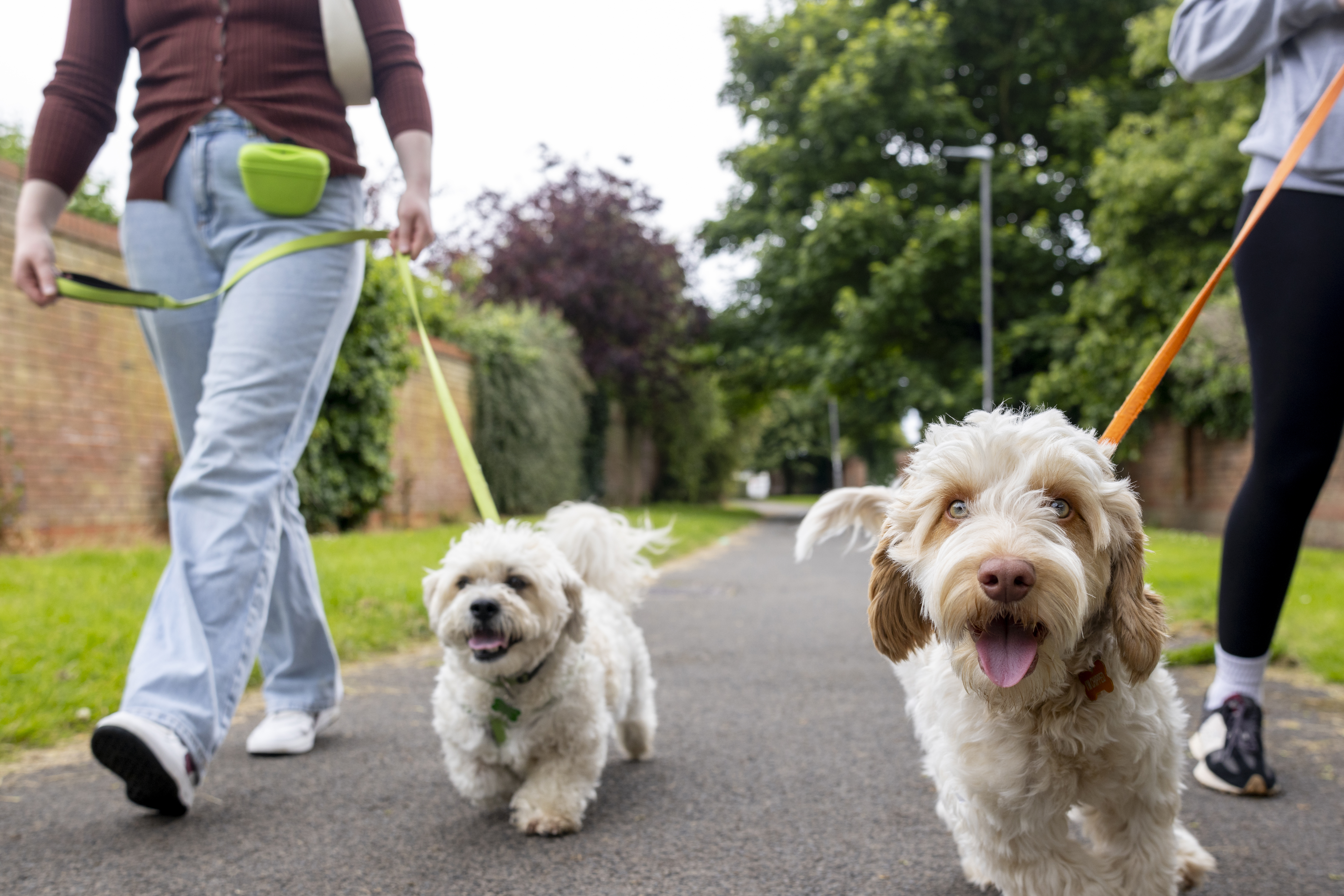 Dogs walking with owners