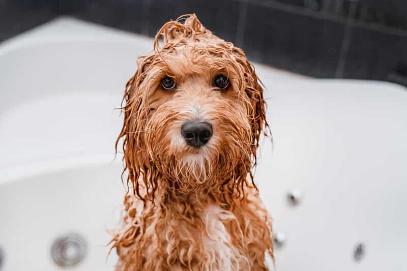 Cockapoo dog getting a bath