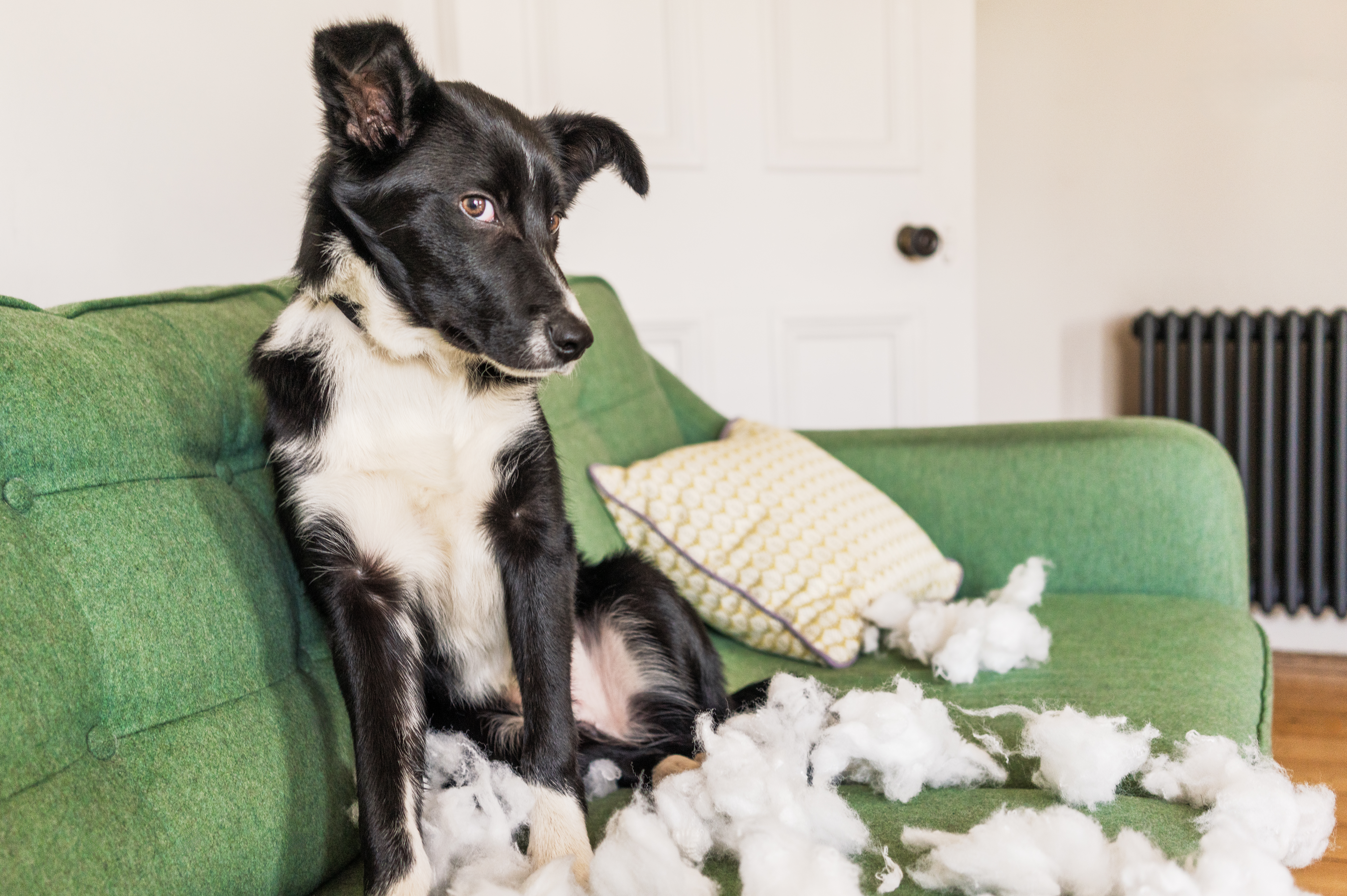 Stressed dog making a mess