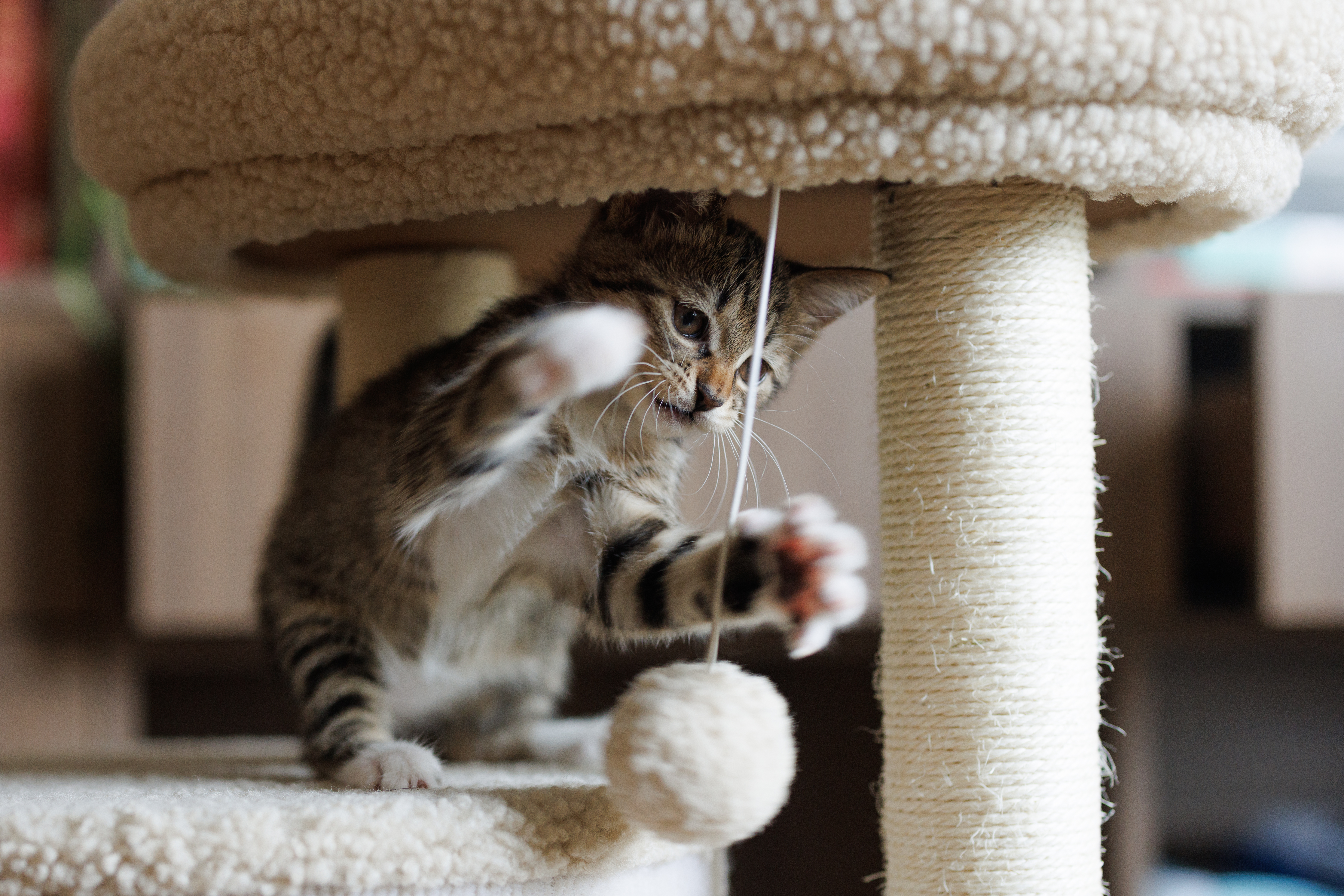 indoor cat playing with ball