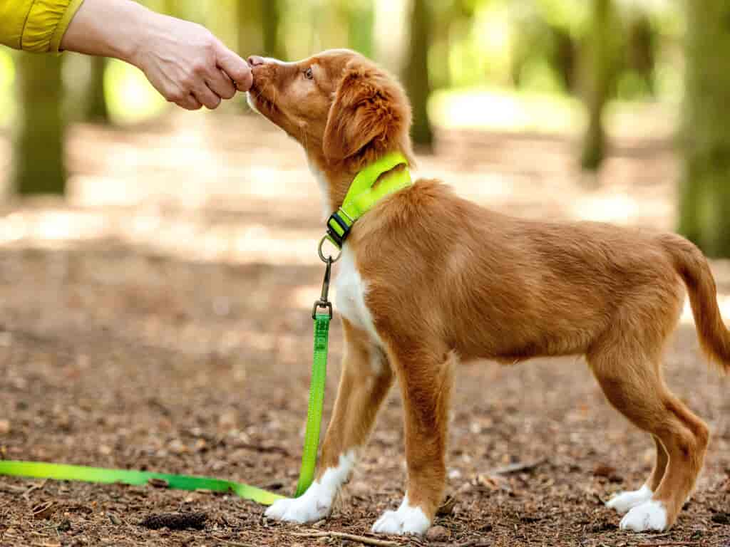 Puppy being rewarded with a treat