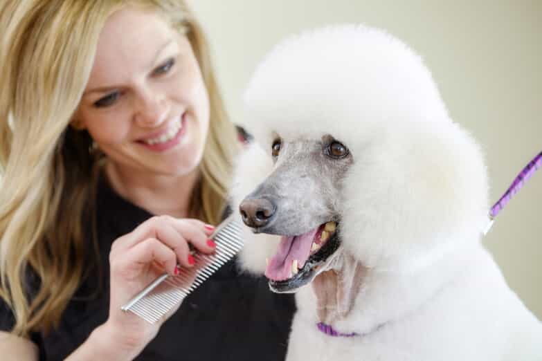 elderly poodle getting groomed