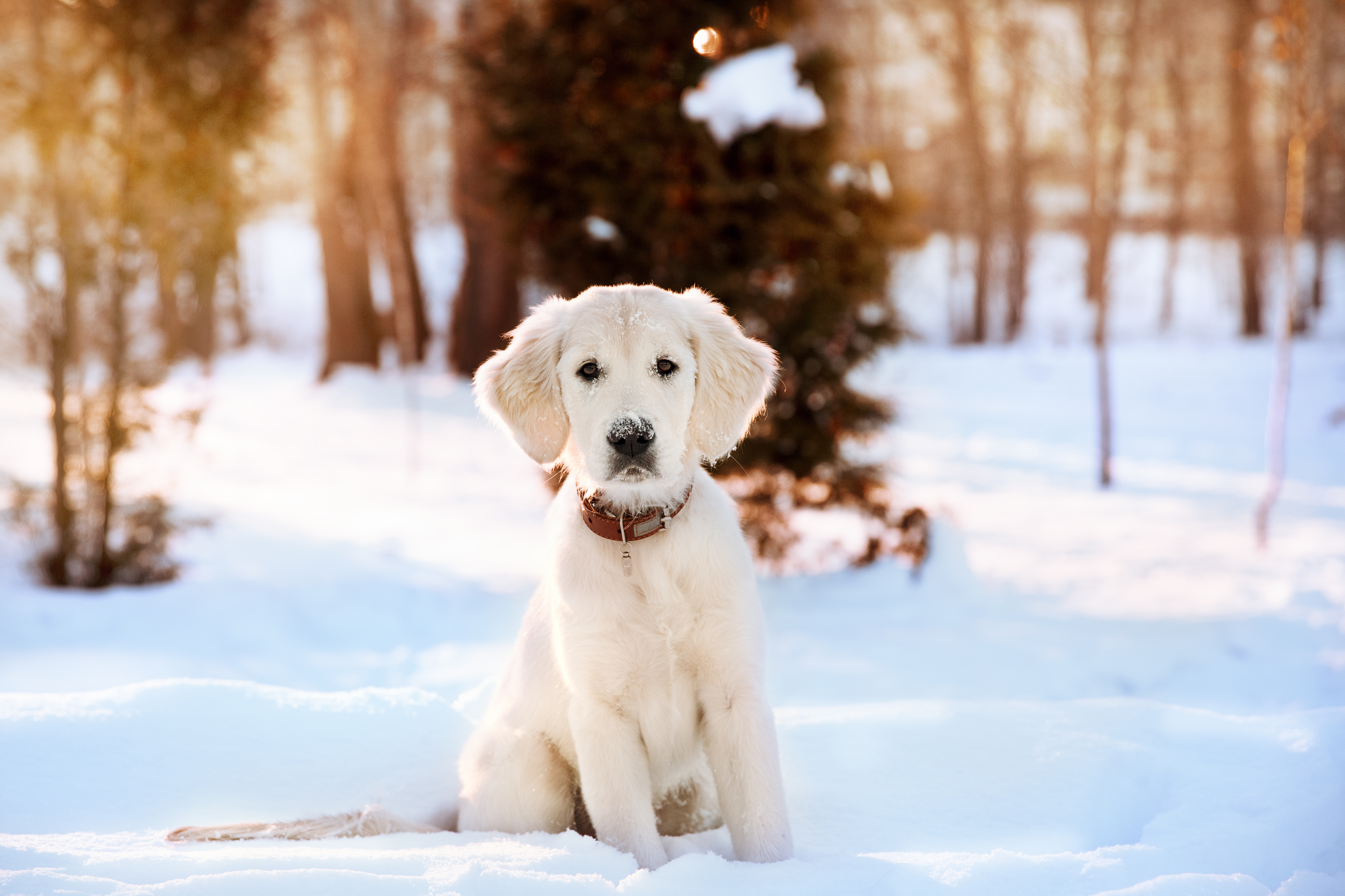 Cute dog outside in snow