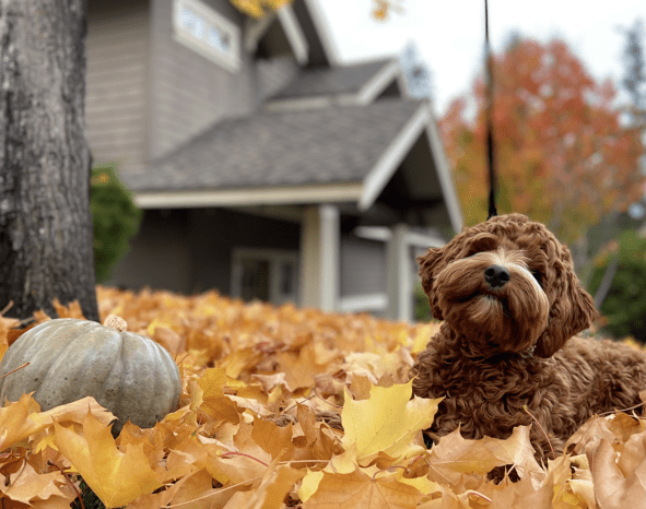 Dog sitting in the leaves