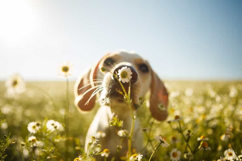 Dog in a field of flowers