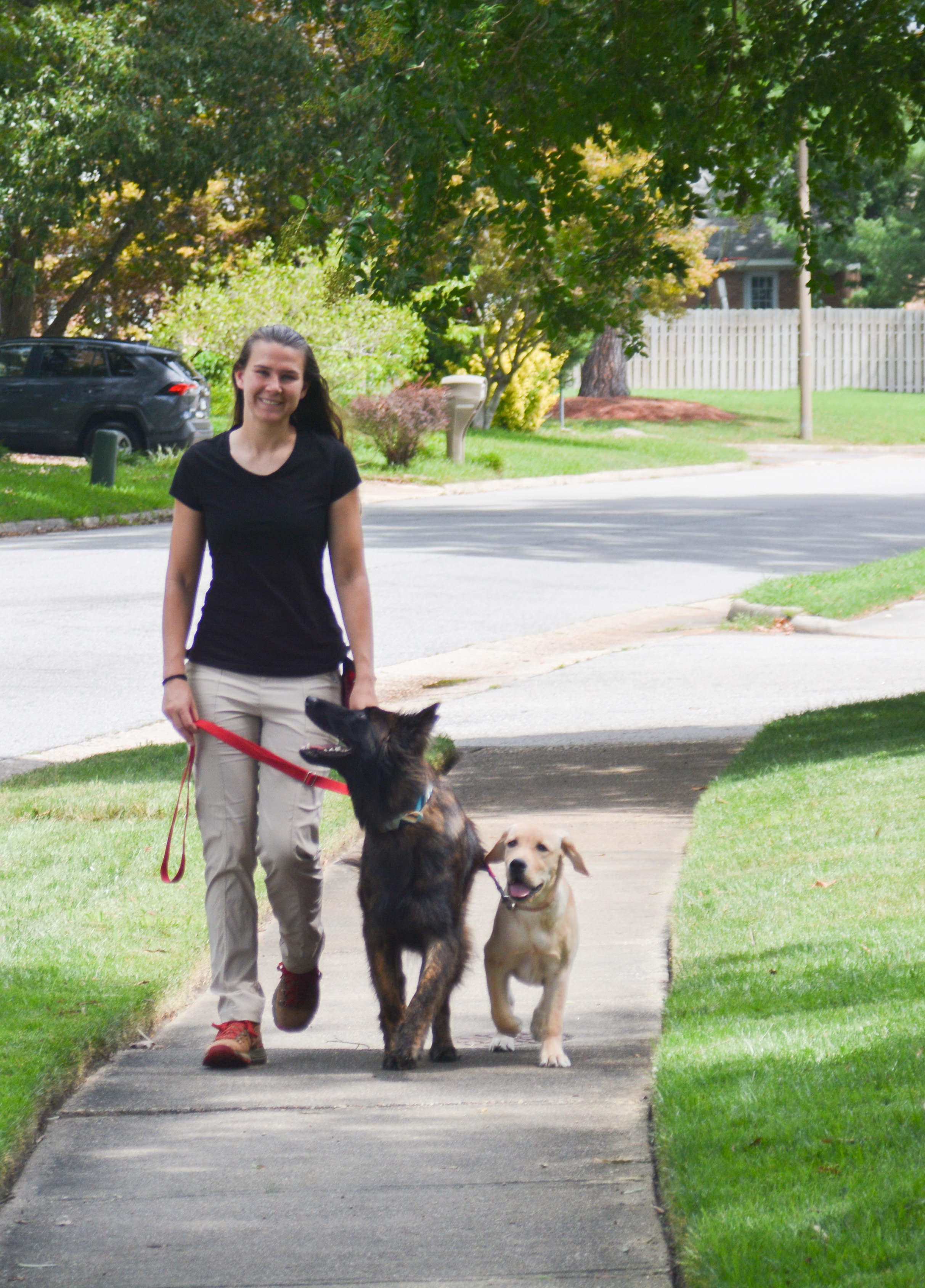 Trainer walking dogs