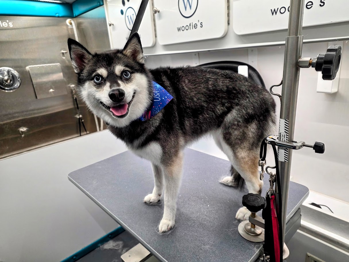 husky on the grooming table