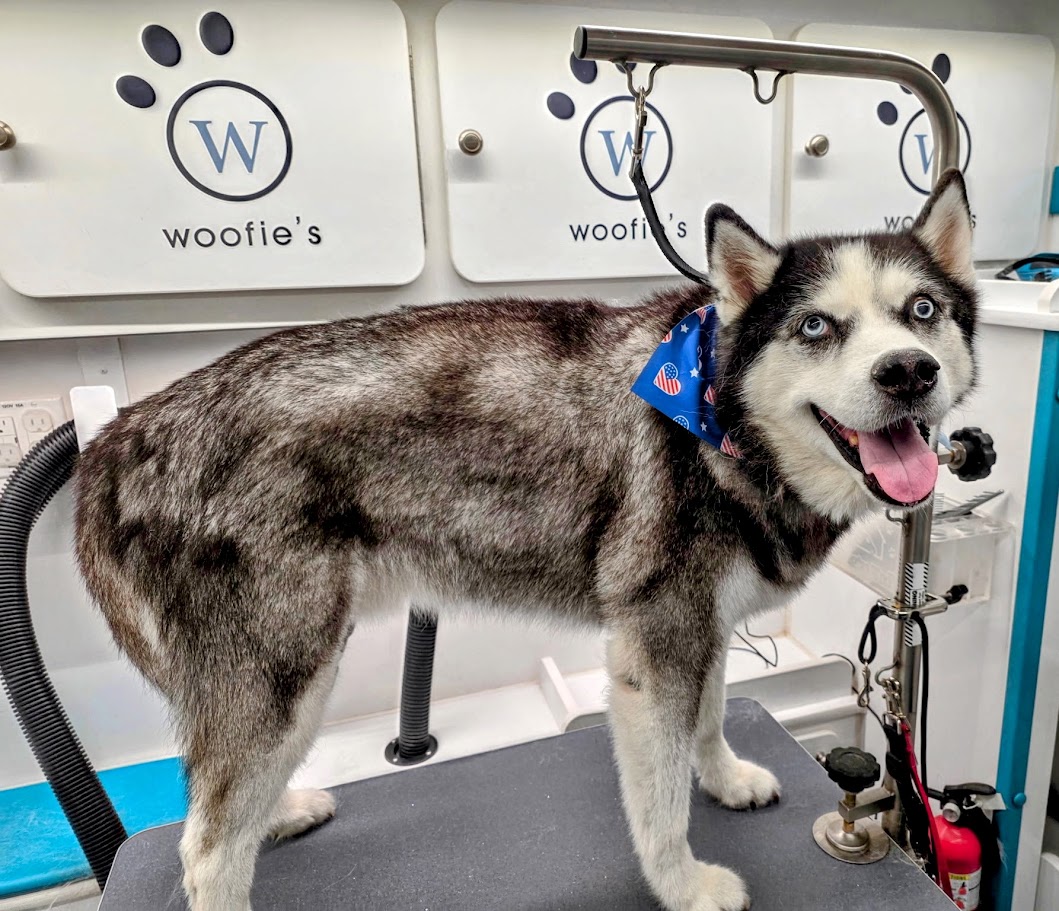 husky on a grooming table